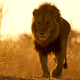 Illustration for article titled Caturday - Panthera leo Edition